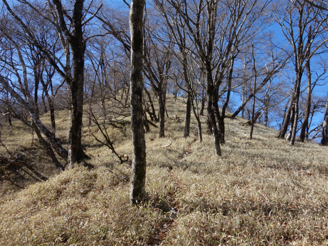 丹沢山（早戸大滝～大滝新道） 登山口コースガイド 笹面の明るい斜面【登山口ナビ】