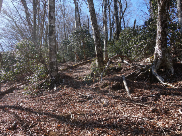 丹沢山（早戸大滝～大滝新道） 登山口コースガイド アセビの群生【登山口ナビ】