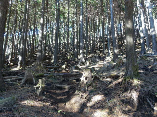 塔ノ岳(丹沢表尾根) 登山口コースガイド 植林帯【登山口ナビ】