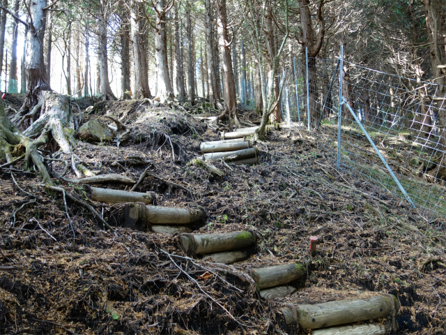 塔ノ岳(政次郎尾根・天神尾根) 登山口コースガイド 階段【登山口ナビ】