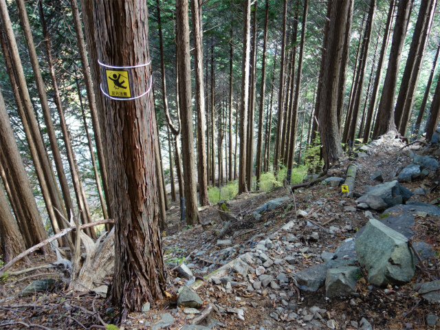 塔ノ岳(政次郎尾根・天神尾根) 登山口コースガイド 植林帯【登山口ナビ】