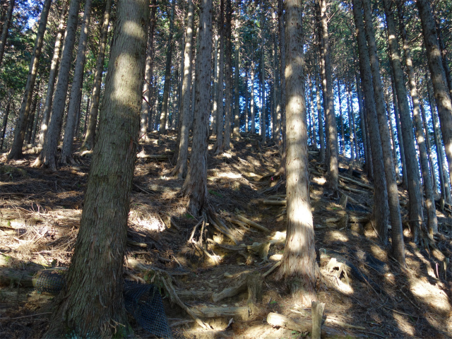 丹沢山（天王寺尾根） 登山口コースガイド 植林帯の急斜面【登山口ナビ】