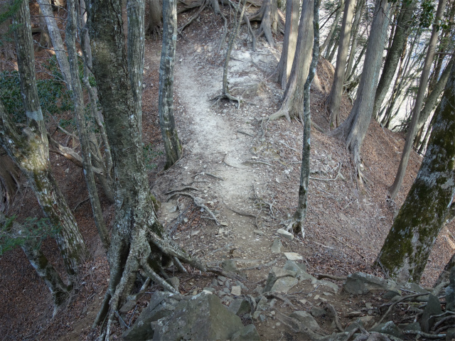 丹沢山（天王寺尾根） 登山口コースガイド 痩せた鞍部【登山口ナビ】