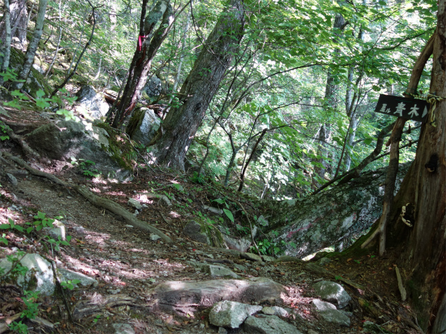 鳳凰三山（青木鉱泉～ドンドコ沢コース）登山口コースガイド 本道合流【登山口ナビ】