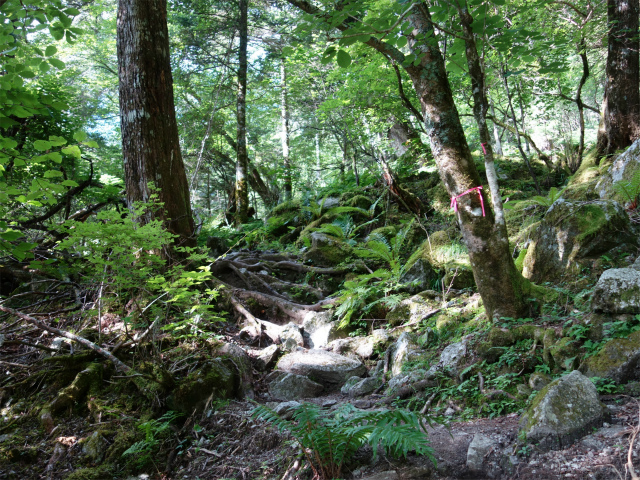 鳳凰三山（青木鉱泉～ドンドコ沢コース）登山口コースガイド シダ類【登山口ナビ】