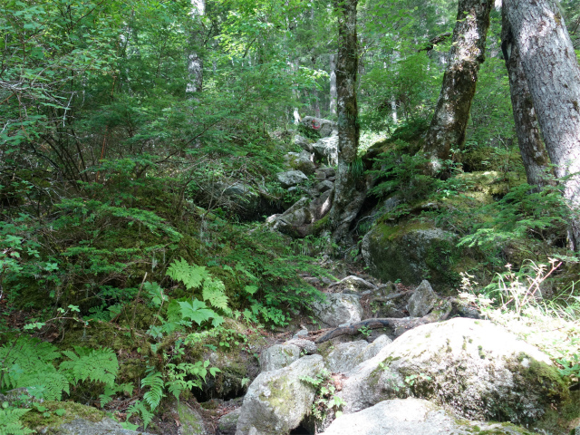 鳳凰三山（青木鉱泉～ドンドコ沢コース）登山口コースガイド じぐざぐの急登【登山口ナビ】