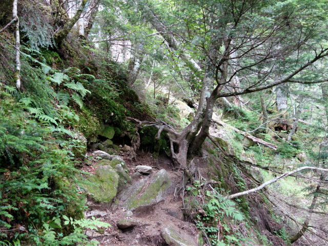 鳳凰三山（青木鉱泉～ドンドコ沢コース）登山口コースガイド 尾根筋【登山口ナビ】