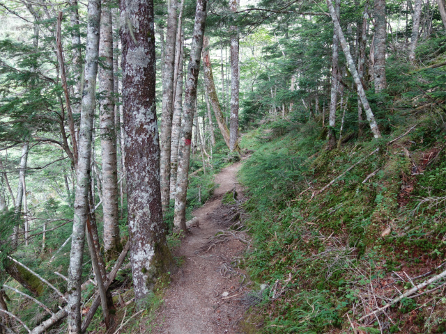 鳳凰三山（青木鉱泉～ドンドコ沢コース）登山口コースガイド 短いトラバース【登山口ナビ】