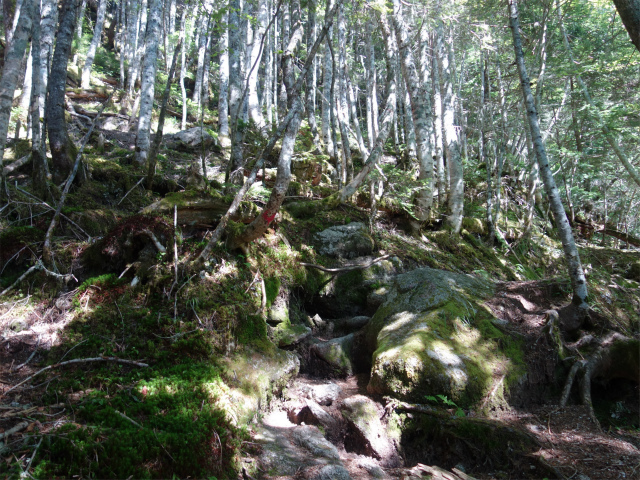 鳳凰三山（青木鉱泉～ドンドコ沢コース）登山口コースガイド 白樺【登山口ナビ】