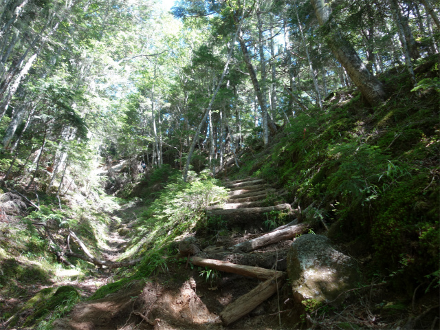 鳳凰三山（青木鉱泉～ドンドコ沢コース）登山口コースガイド 沢筋【登山口ナビ】