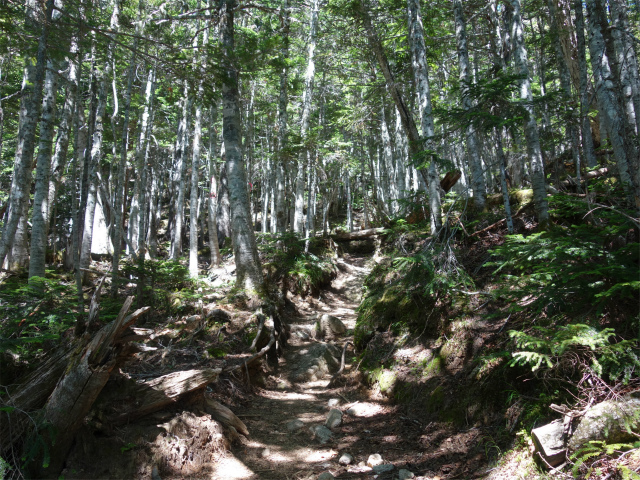 鳳凰三山（青木鉱泉～ドンドコ沢コース）登山口コースガイド 急登【登山口ナビ】