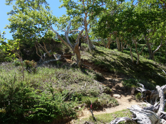 鳳凰三山（青木鉱泉～ドンドコ沢コース）登山口コースガイド【登山口ナビ】