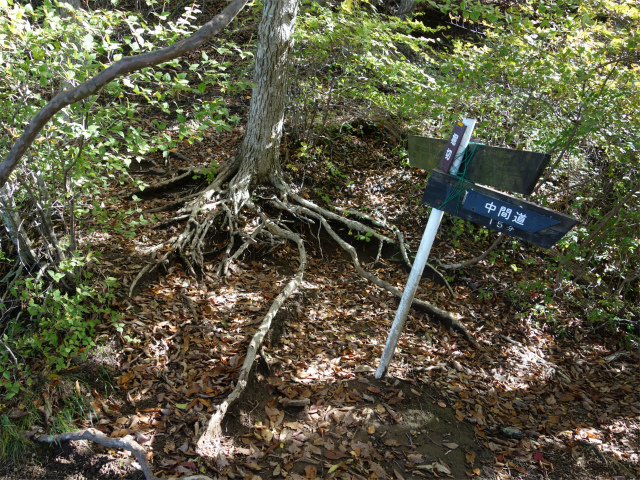 表妙義・金洞山（中ノ岳～鷹戻し～相馬岳） 登山口コースガイド 堀切分岐【登山口ナビ】