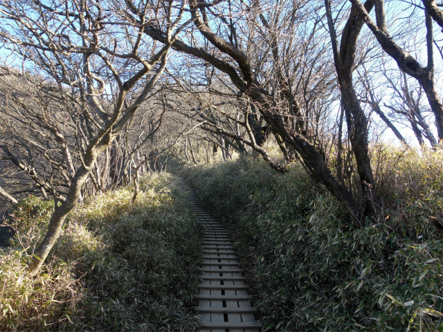 大山（ヤビツ峠～イタツミ尾根）笹面の桟道【登山口コースガイド】