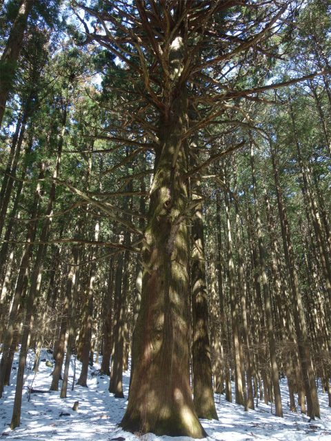 武甲山（表参道コース） 登山口コースガイド 大杉【登山口ナビ】