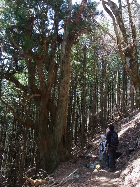 武甲山ガイド（4月30日）【登山口ナビ】