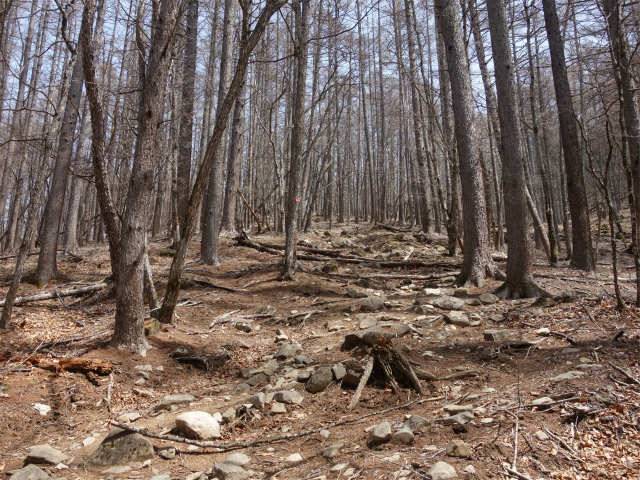 乾徳山（銀晶水・徳和コース）登山口コースガイド カラマツ林【登山口ナビ】