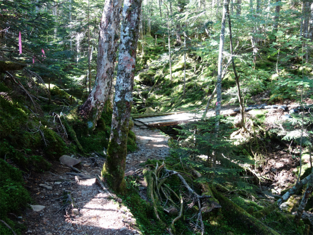 八ヶ岳・横岳（桜平～硫黄岳～奥ノ院） 登山口コースガイド【登山口ナビ】
