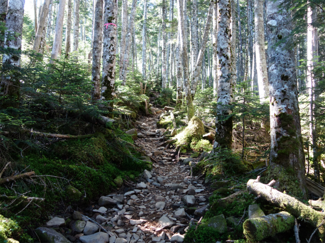 八ヶ岳・横岳（桜平～硫黄岳～奥ノ院） 登山口コースガイド 直登【登山口ナビ】