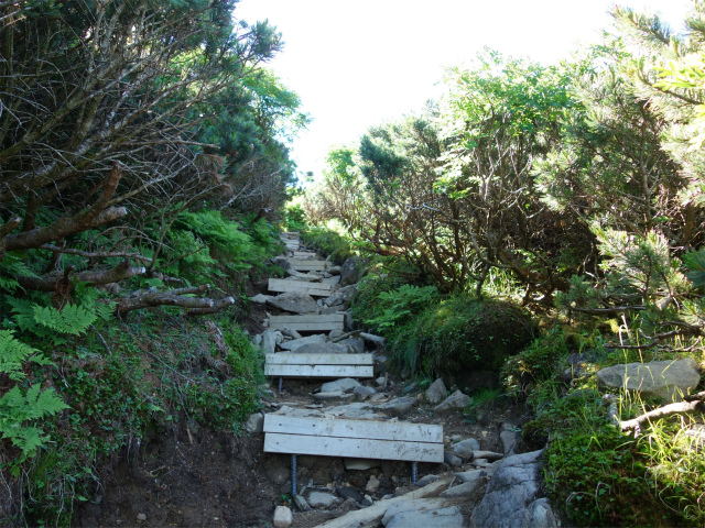 八ヶ岳・横岳（桜平～硫黄岳～奥ノ院） 登山口コースガイド 灌木のトンネル【登山口ナビ】