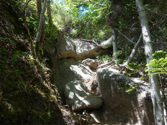 鳳凰三山（青木鉱泉～ドンドコ沢コース）小ピーク【登山口コースガイド】