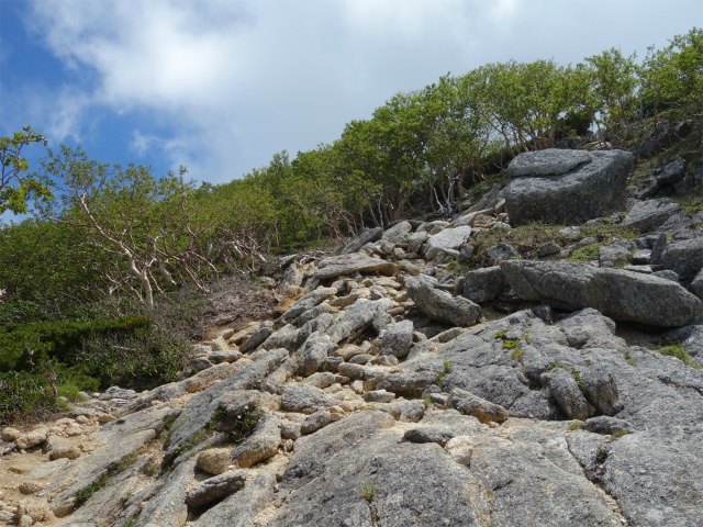 鳳凰三山（夜叉神峠～砂払岳）登山口コースガイド 観音岳の稜線【登山口ナビ】