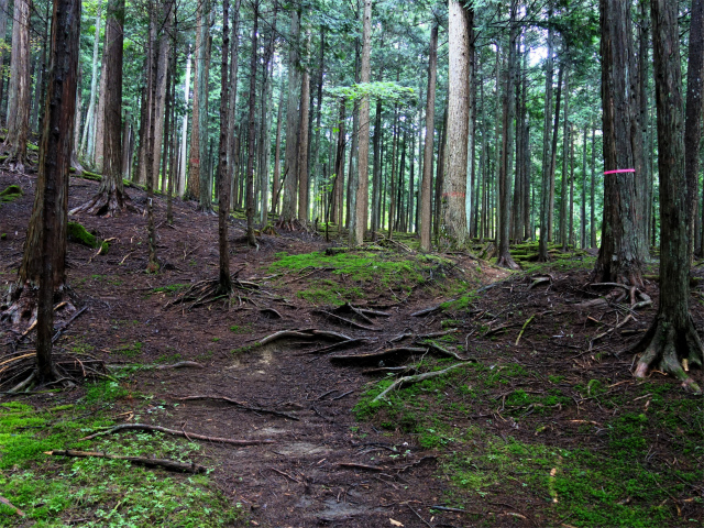 笠取山～唐松尾山～御殿岩 登山口コースガイド 植林帯【登山口ナビ】