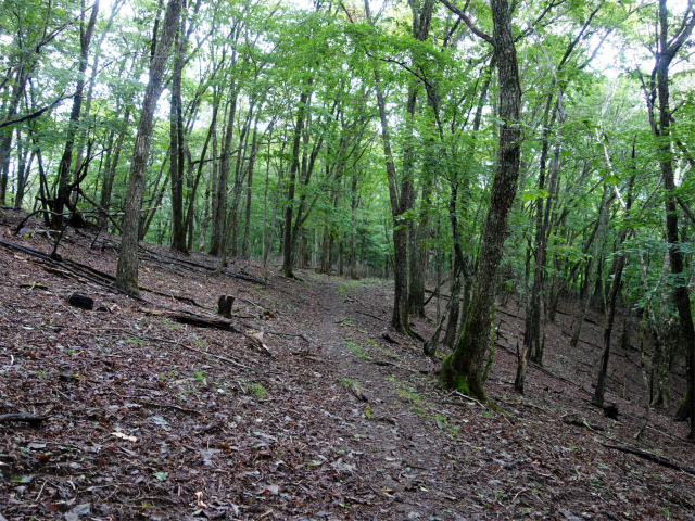 笠取山～唐松尾山～御殿岩 登山口コースガイド 落葉樹林帯【登山口ナビ】笠取山～唐松尾山～御殿岩 登山口コースガイド 落葉樹林帯【登山口ナビ】