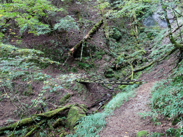笠取山～唐松尾山～御殿岩 登山口コースガイド 木橋【登山口ナビ】
