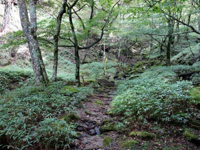 笠取山～唐松尾山～御殿岩 登山口コースガイド 木橋【登山口ナビ】