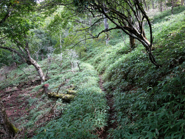 笠取山～唐松尾山～御殿岩 登山口コースガイド 急登【登山口ナビ】