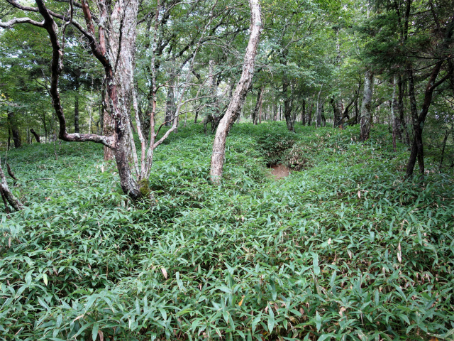 笠取山～唐松尾山～御殿岩 登山口コースガイド 笹薮【登山口ナビ】