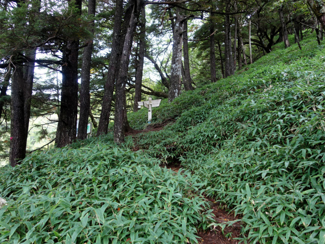 笠取山～唐松尾山～御殿岩 登山口コースガイド 水干分岐【登山口ナビ】