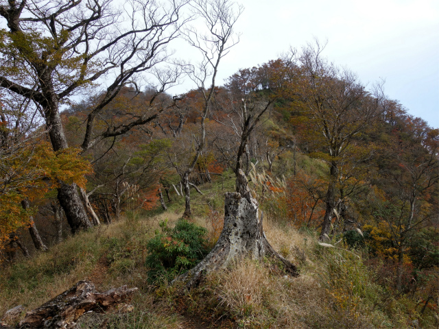 檜洞丸（日陰沢～犬越路コース） 登山口コースガイド 大笄の稜線【登山口ナビ】