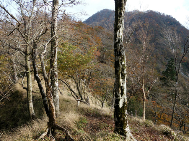 檜洞丸（日陰沢～犬越路コース） 登山口コースガイド 【登山口ナビ】