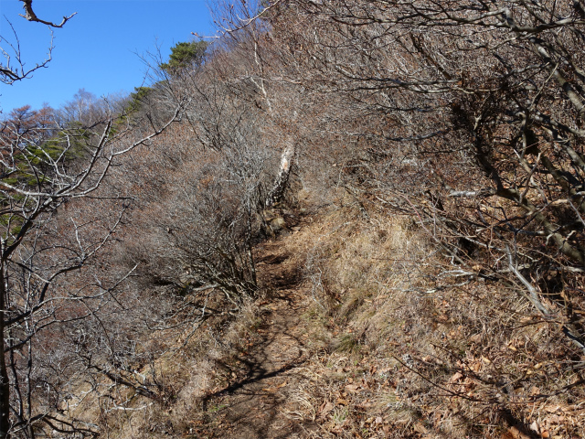 茅ヶ岳（深田記念公園～女岩コース） 登山口コースガイド 金ヶ岳南峰鞍部【登山口ナビ】
