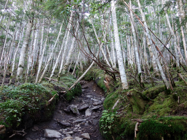 黒斑山（表コース・中コース） 登山口コースガイド 針葉樹林の一本道【登山口ナビ】