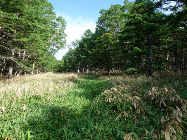 八ヶ岳・赤岳（防火線の頭～県界尾根） 登山口コースガイド 防火帯の笹薮【登山口ナビ】