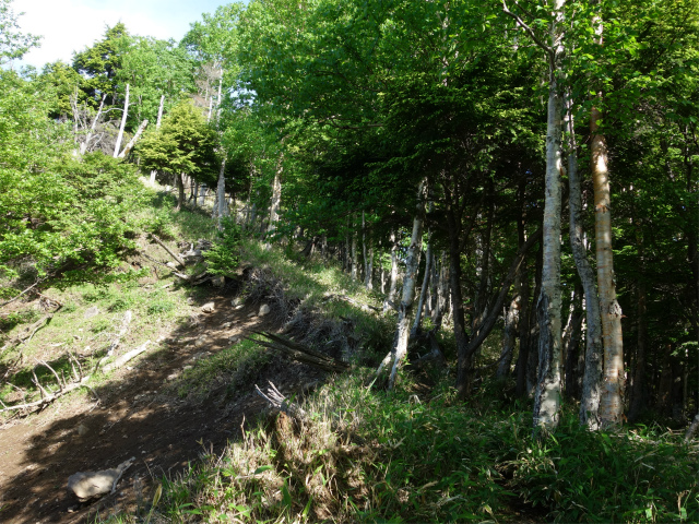 八ヶ岳・赤岳（防火線の頭～県界尾根） 登山口コースガイド 崩壊地上部【登山口ナビ】