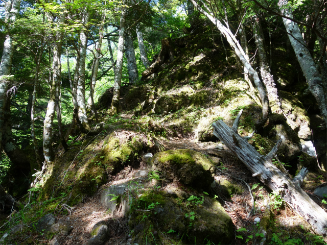 八ヶ岳・赤岳（防火線の頭～県界尾根） 登山口コースガイド 急斜面【登山口ナビ】
