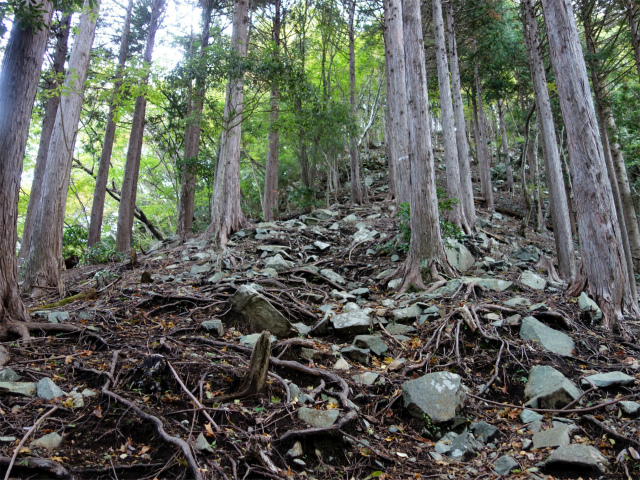 蛭ヶ岳（日陰沢橋～姫次）登山口コースガイド 植林帯【登山口ナビ】