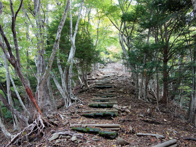 蛭ヶ岳（日陰沢橋～姫次）登山口コースガイド 原生林【登山口ナビ】