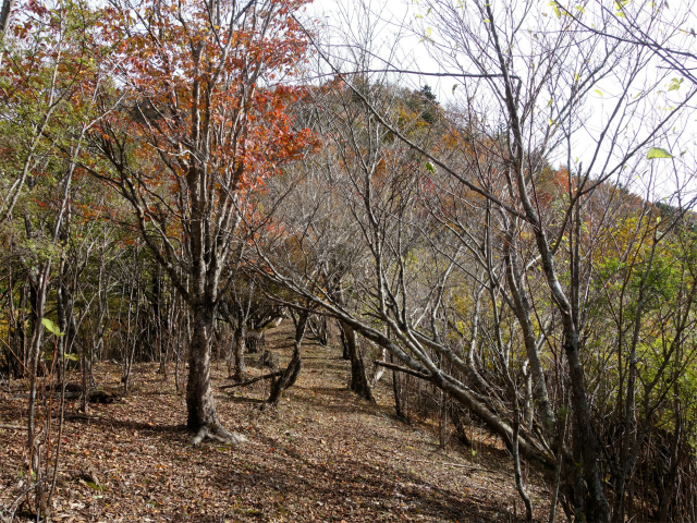 蛭ヶ岳（日陰沢橋～姫次）登山口コースガイド 1289mピーク【登山口ナビ】