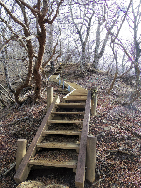檜洞丸（ツツジ新道）登山口コースガイド 連続する階段【登山口ナビ】