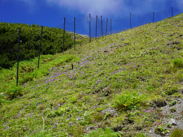 仙丈ヶ岳（北沢峠～小仙丈尾根）登山口コースガイド 鞍部の花畑【登山口ナビ】