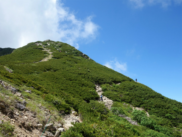 仙丈ヶ岳（北沢峠～小仙丈尾根）登山口コースガイド ハイマツの稜線【登山口ナビ】