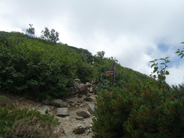 仙丈ヶ岳（北沢峠～小仙丈尾根）登山口コースガイド 巻き道分岐【登山口ナビ】