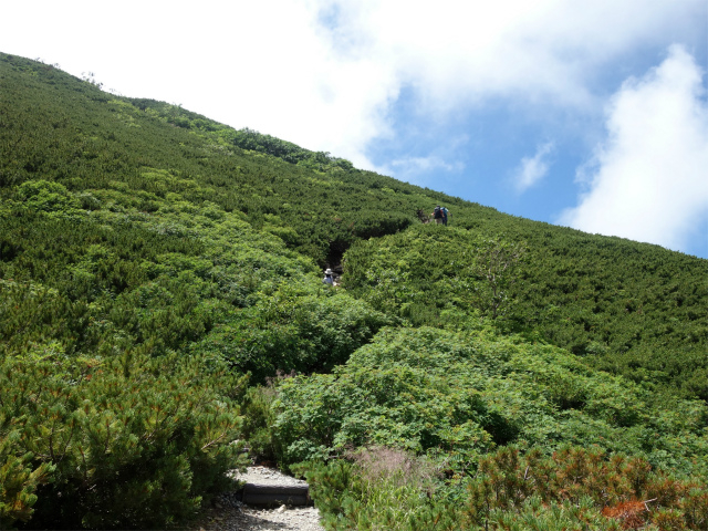 仙丈ヶ岳（北沢峠～小仙丈尾根）登山口コースガイド【登山口ナビ】