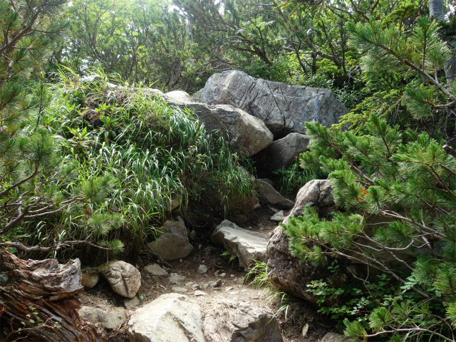 仙丈ヶ岳（北沢峠～小仙丈尾根）登山口コースガイド 岩の急登【登山口ナビ】