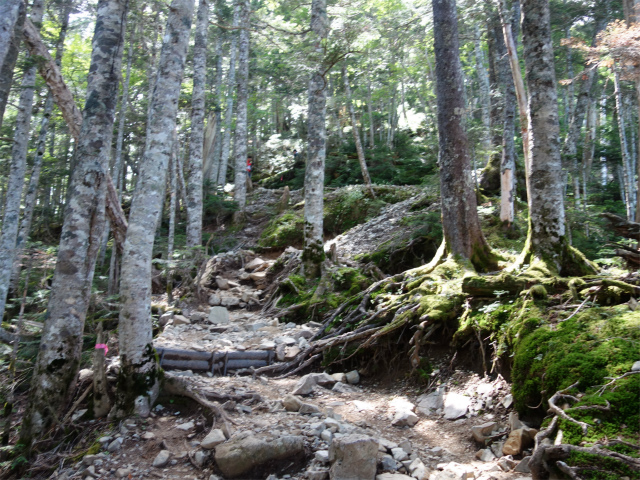 仙丈ヶ岳（北沢峠～小仙丈尾根）登山口コースガイド 急登【登山口ナビ】